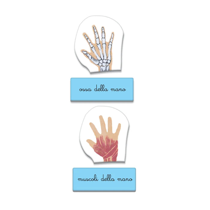 Sapientino Montessori - Il Corpo Umano